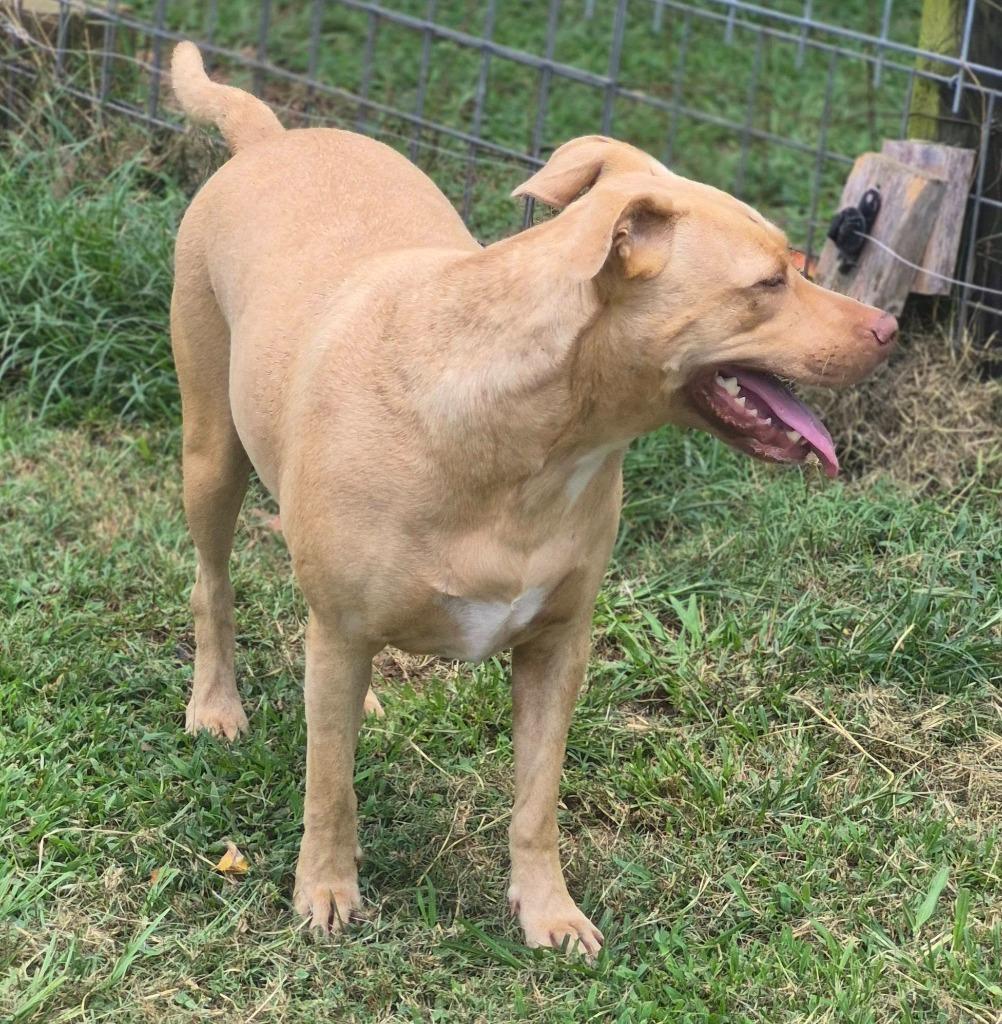 Valerie, Adoptable, Young Female Mixed Breed.