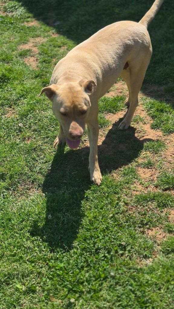 Valerie, a Adoptable mixed breed in Fond Du Lac, WI image 4/6