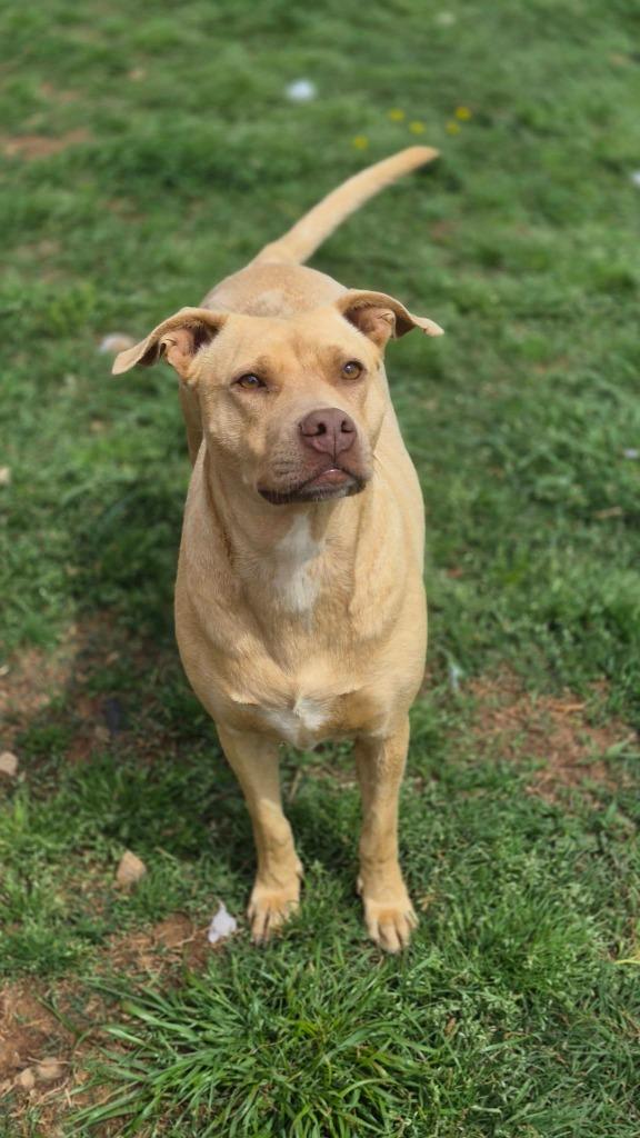 Valerie, a Adoptable mixed breed in Fond Du Lac, WI image 5/6