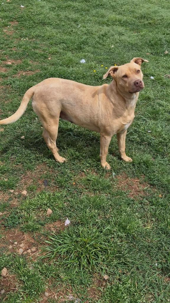 Valerie, a Adoptable mixed breed in Fond Du Lac, WI image 6/6
