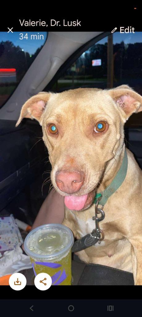 Enlarge Valerie, a Adoptable mixed breed in Fond Du Lac, WI image 6/6