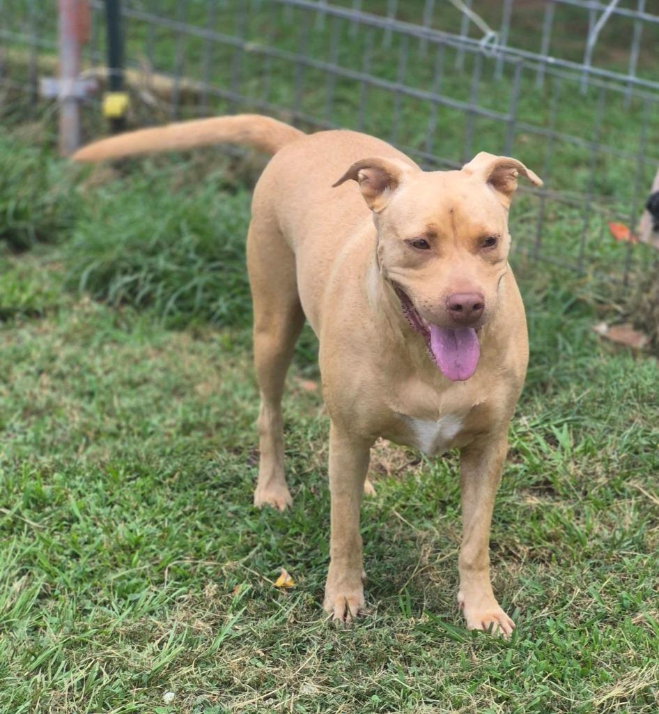 Valerie, a Adoptable mixed breed in Fond Du Lac, WI image 5/6