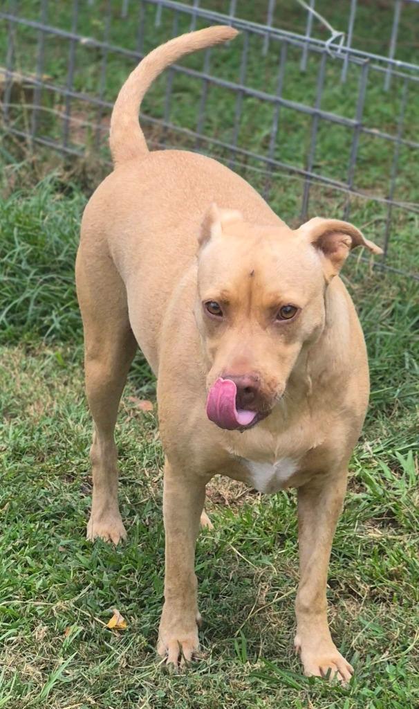 Valerie, a Adoptable mixed breed in Fond Du Lac, WI image 6/6