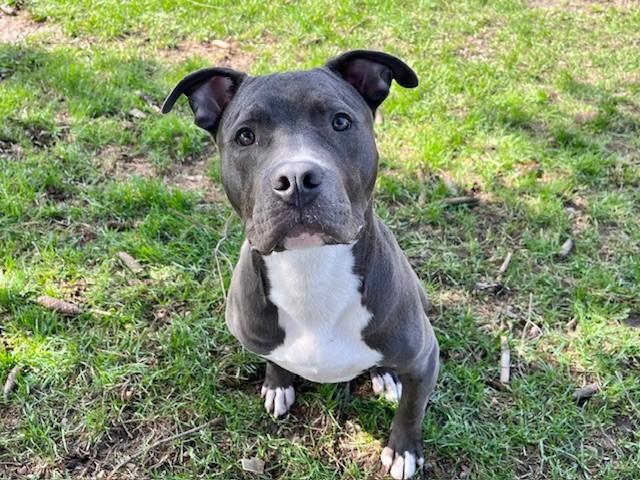 WINSTON, Adoptable, Adult Male American Bulldog.