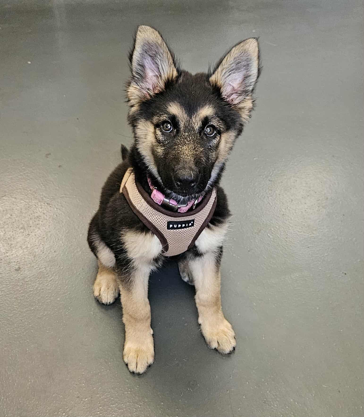 Stevie Nicks, Adopted, Young Female German Shepherd Dog & Bernese Mountain Dog.