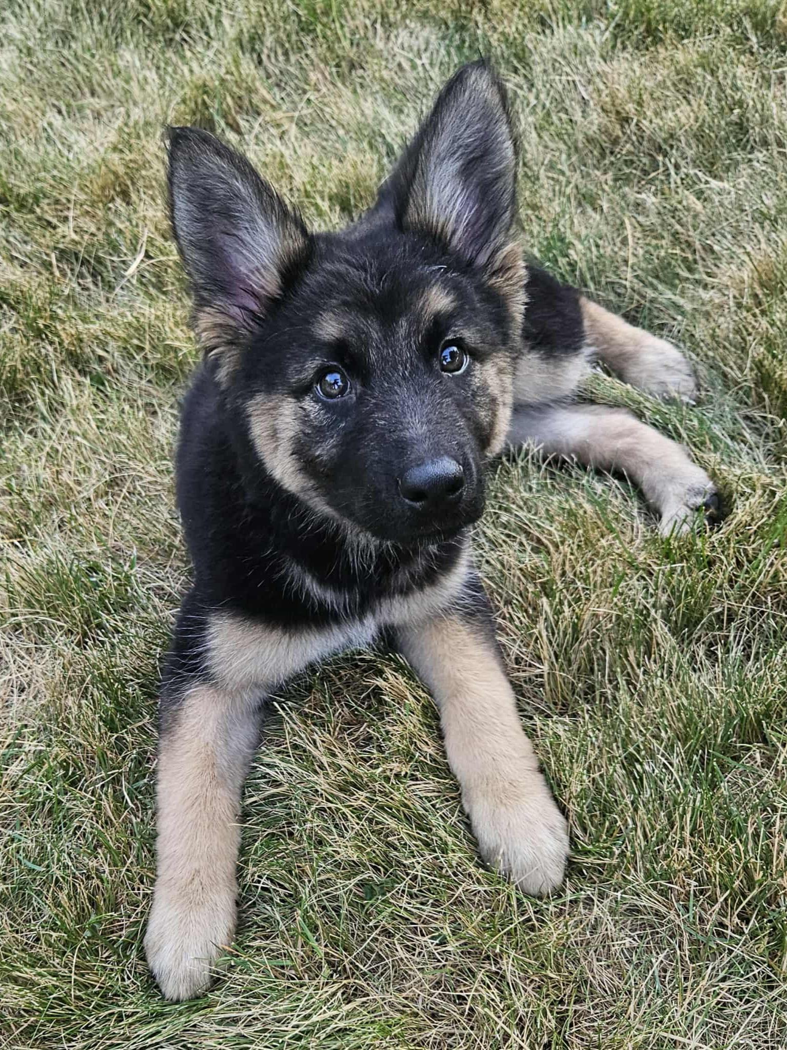 Stevie Nicks, Adopted, Young Female German Shepherd Dog & Bernese Mountain Dog.