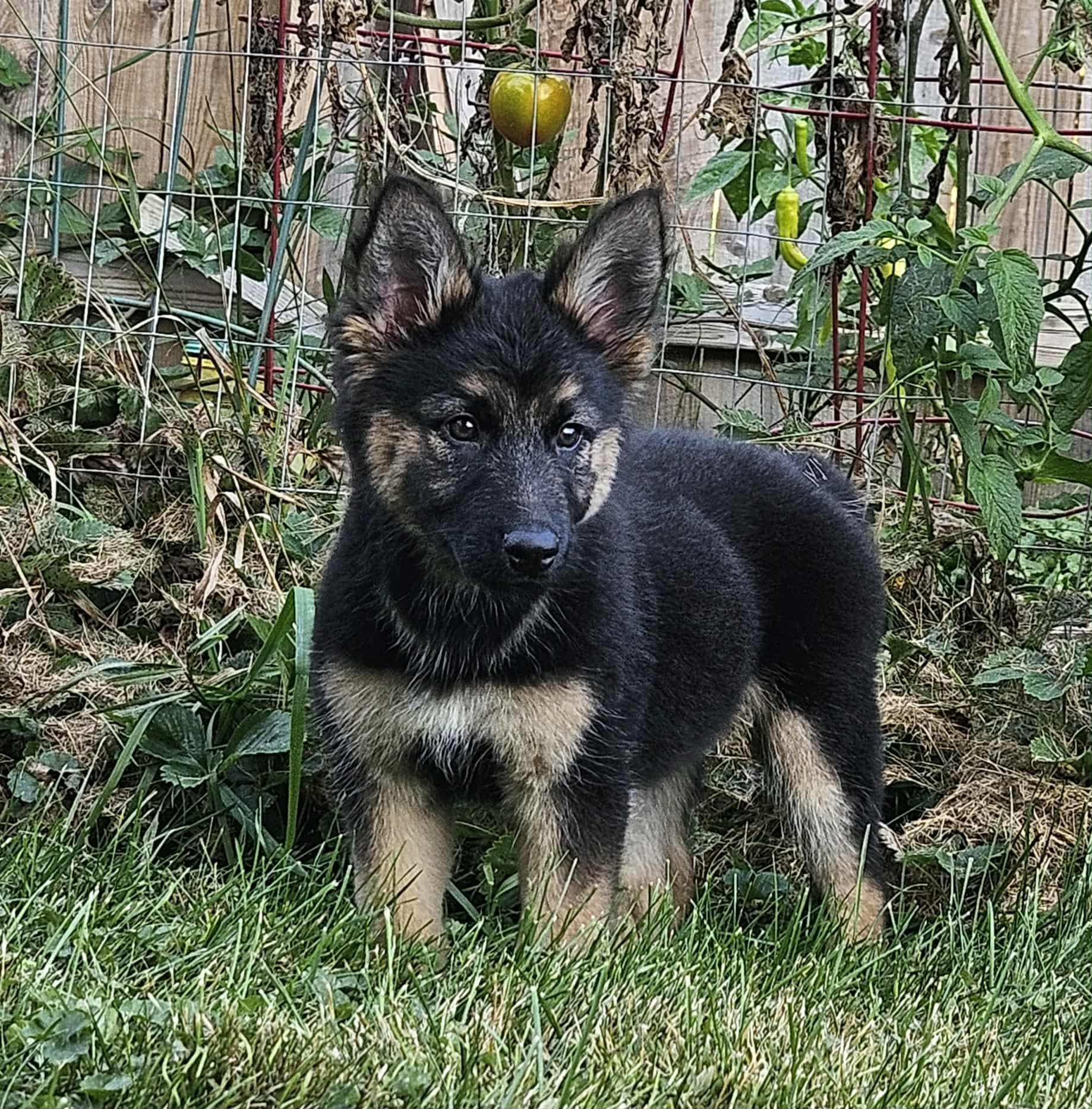 Enlarge Stevie Nicks, a Adopted mixed breed in Battle Creek, MI image 4/4