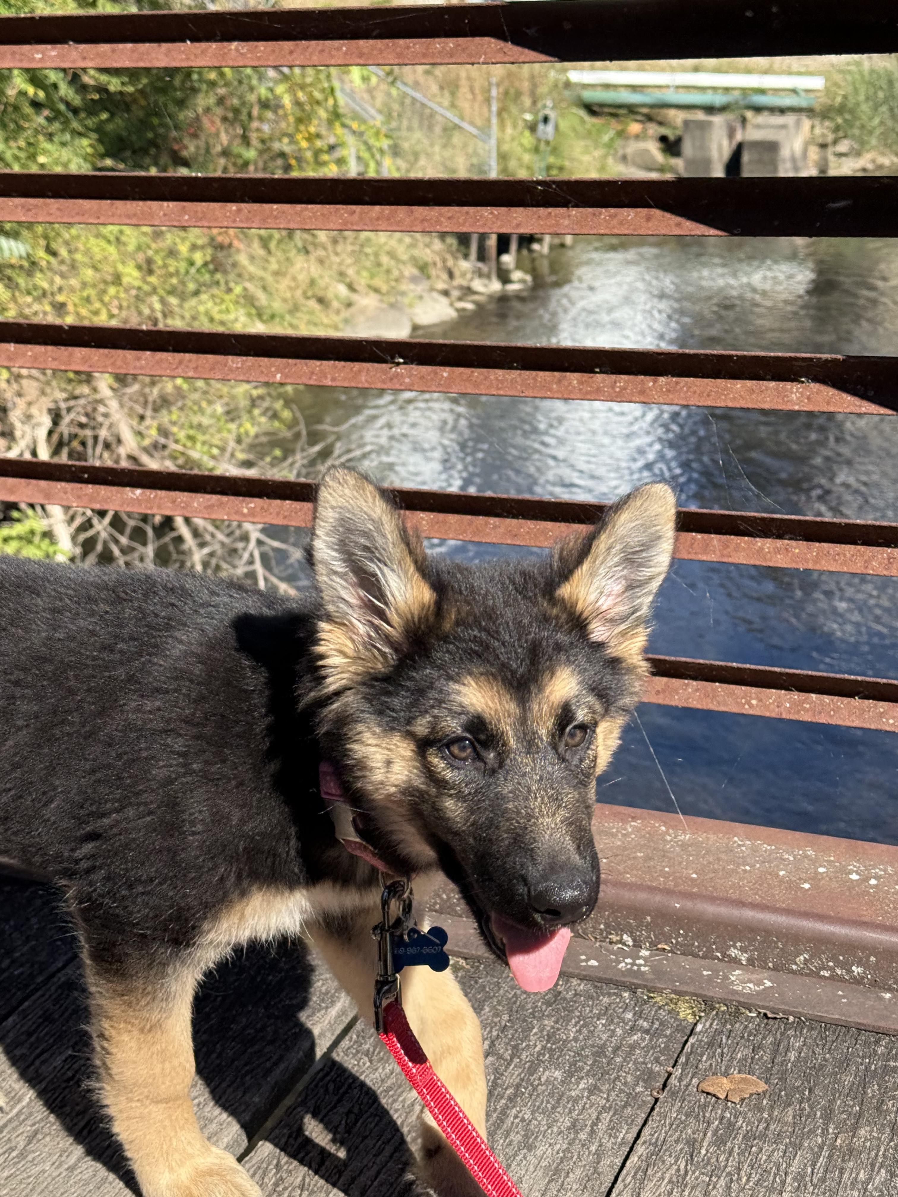 Enlarge Stevie Nicks, a Adopted mixed breed in Battle Creek, MI image 3/4