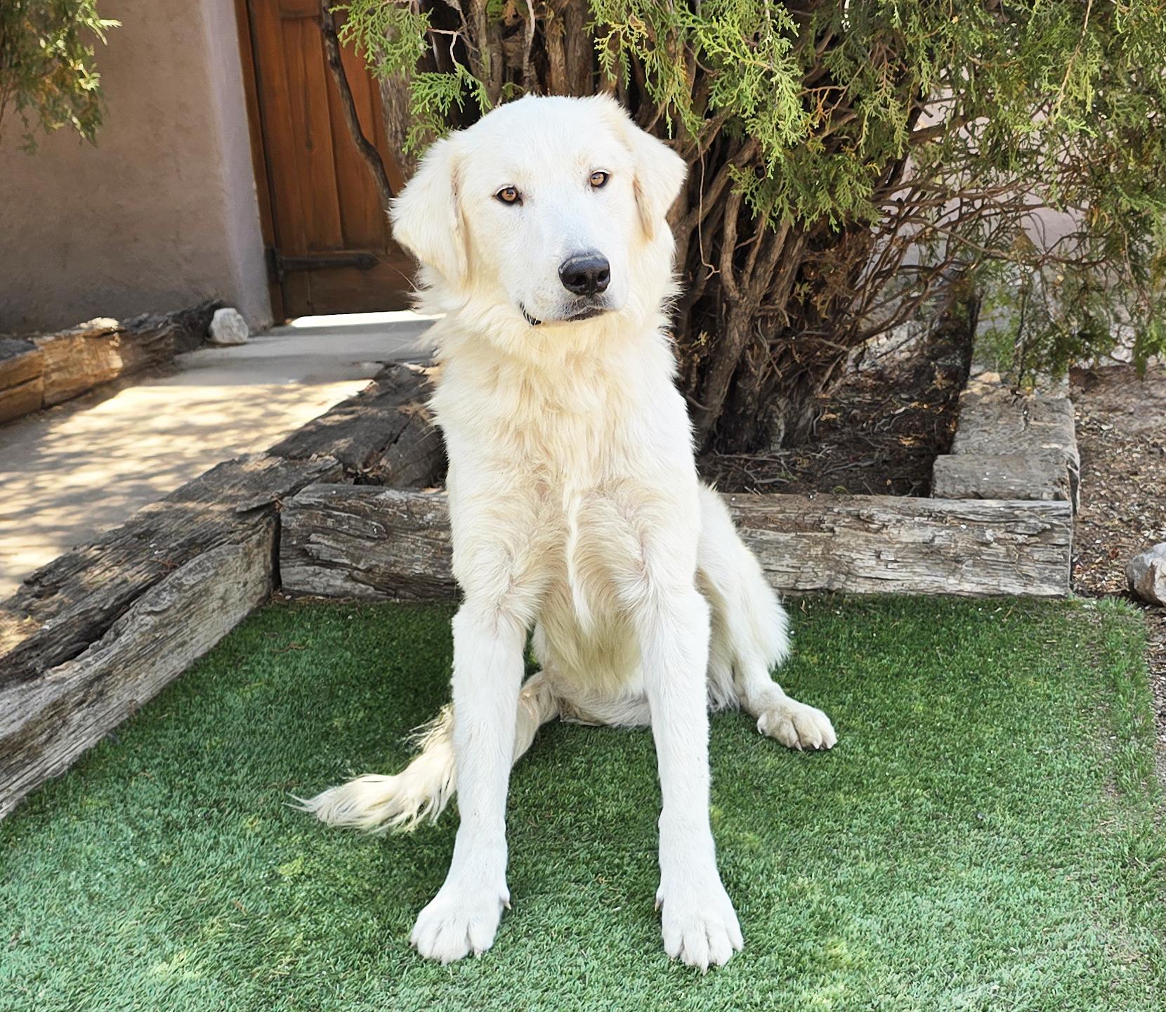 Serene Mr Shaggy Pyr - Snuggly Sweet Perfection, a Adoptable Great Pyrenees in Albuquerque, NM image 2/2
