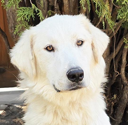 Serene Mr Shaggy Pyr - Snuggly Sweet Perfection, a Adoptable Great Pyrenees in Albuquerque, NM image 1/2