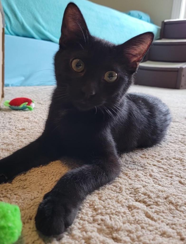 Miko, Adopted, Kitten Male Domestic Short Hair & Domestic Short Hair (Black).