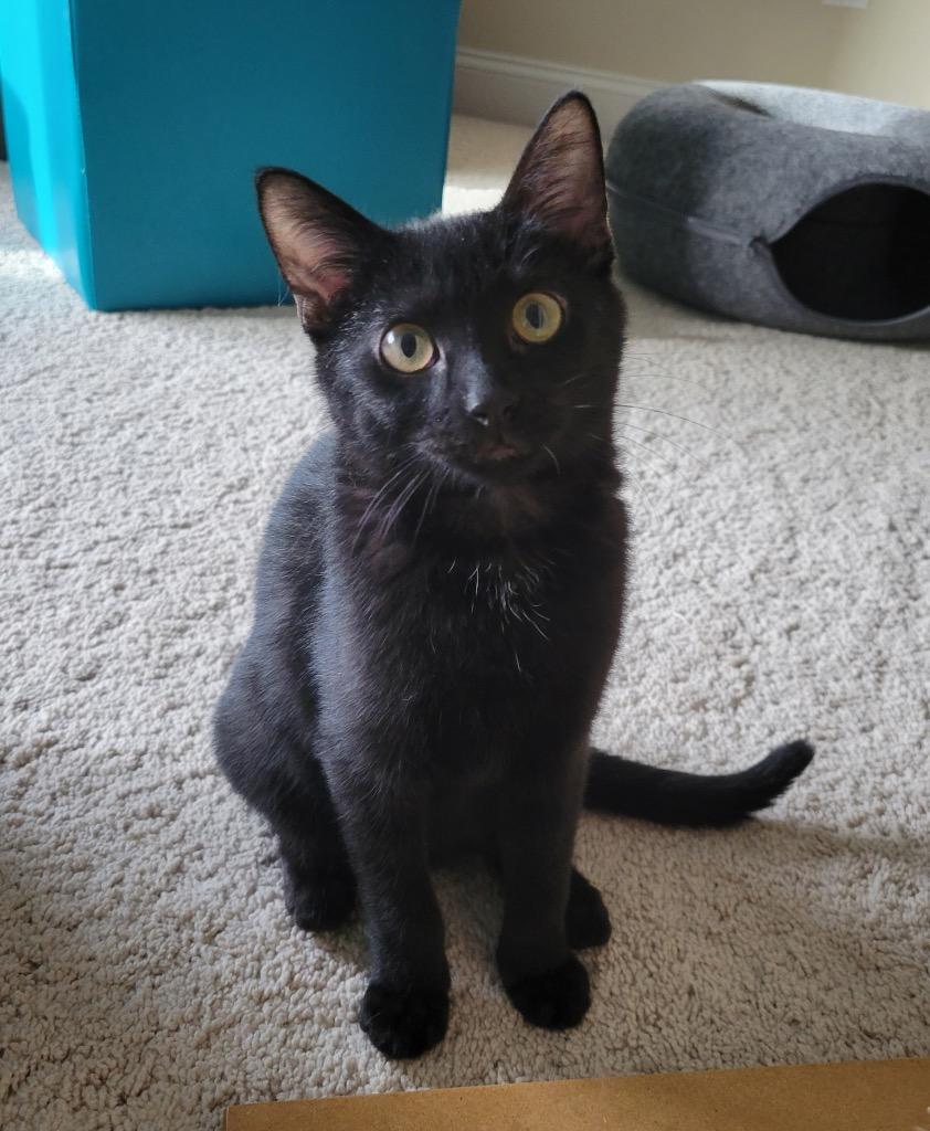 Enlarge Miko, a Adopted mixed breed in Raleigh, NC image 2/5