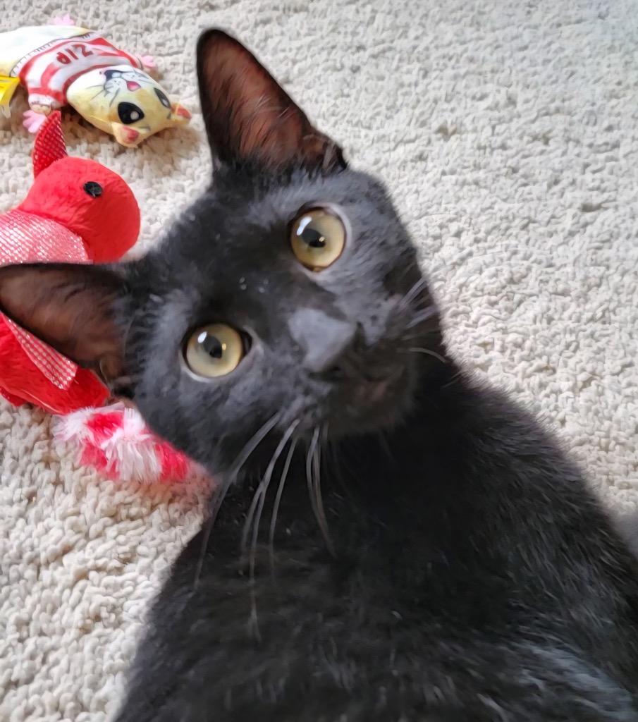 Enlarge Miko, a Adopted mixed breed in Raleigh, NC image 5/5