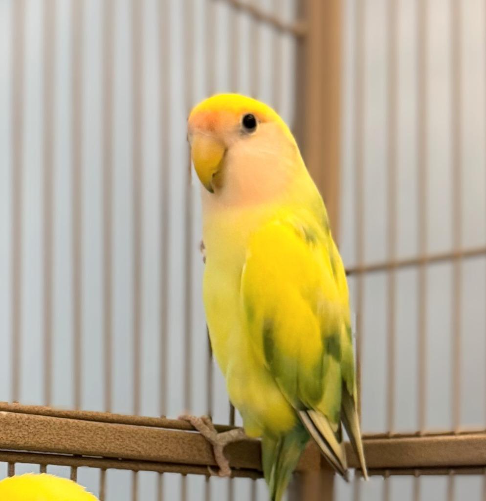 Lorato, Adoptable, Young Male Lovebird.
