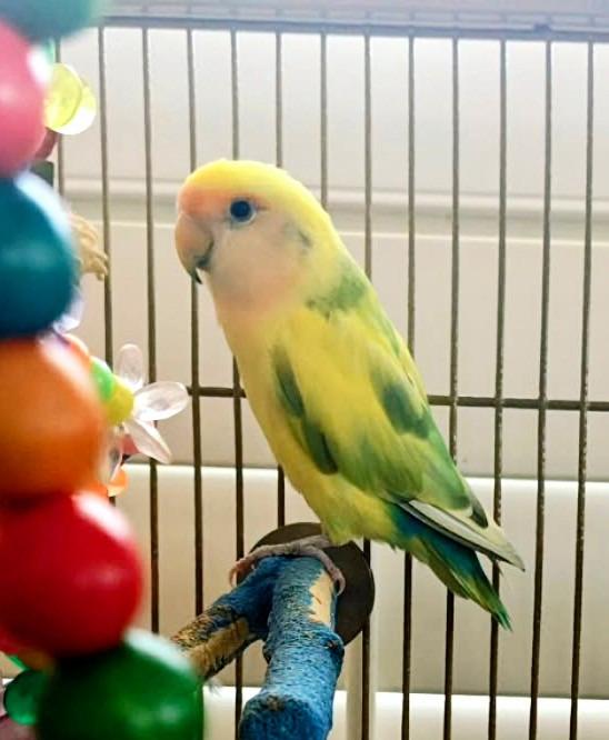 Lorato, Adoptable, Young Male Lovebird.