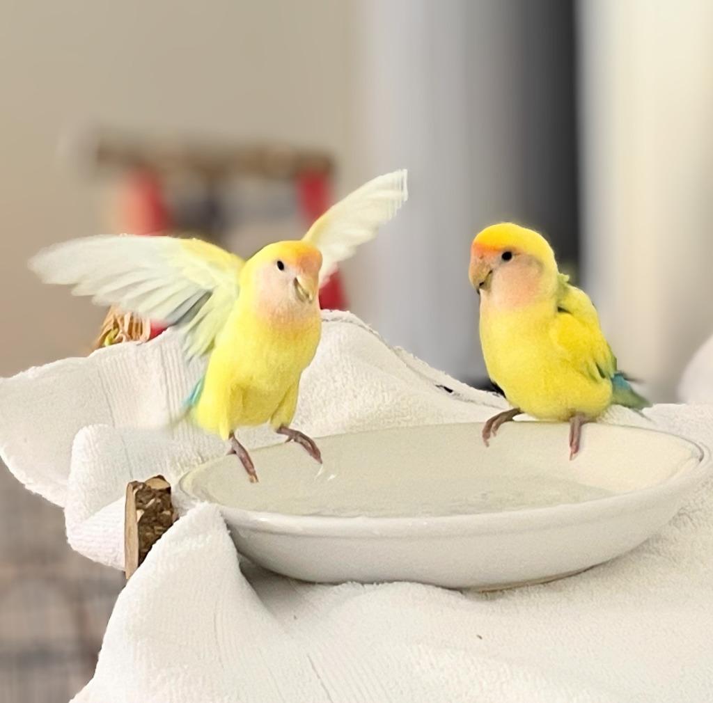 Lorato, Adoptable, Young Male Lovebird.