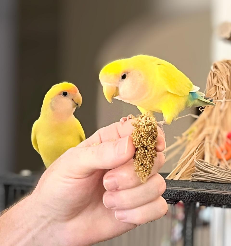 Enlarge Lorato, a Adoptable Lovebird in Ballwin, MO image 3/5