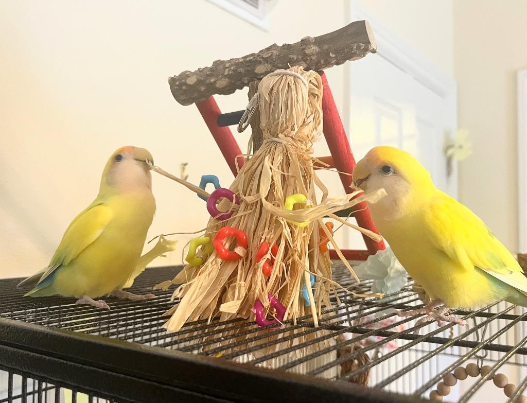 Enlarge Lorato, a Adoptable Lovebird in Ballwin, MO image 5/5
