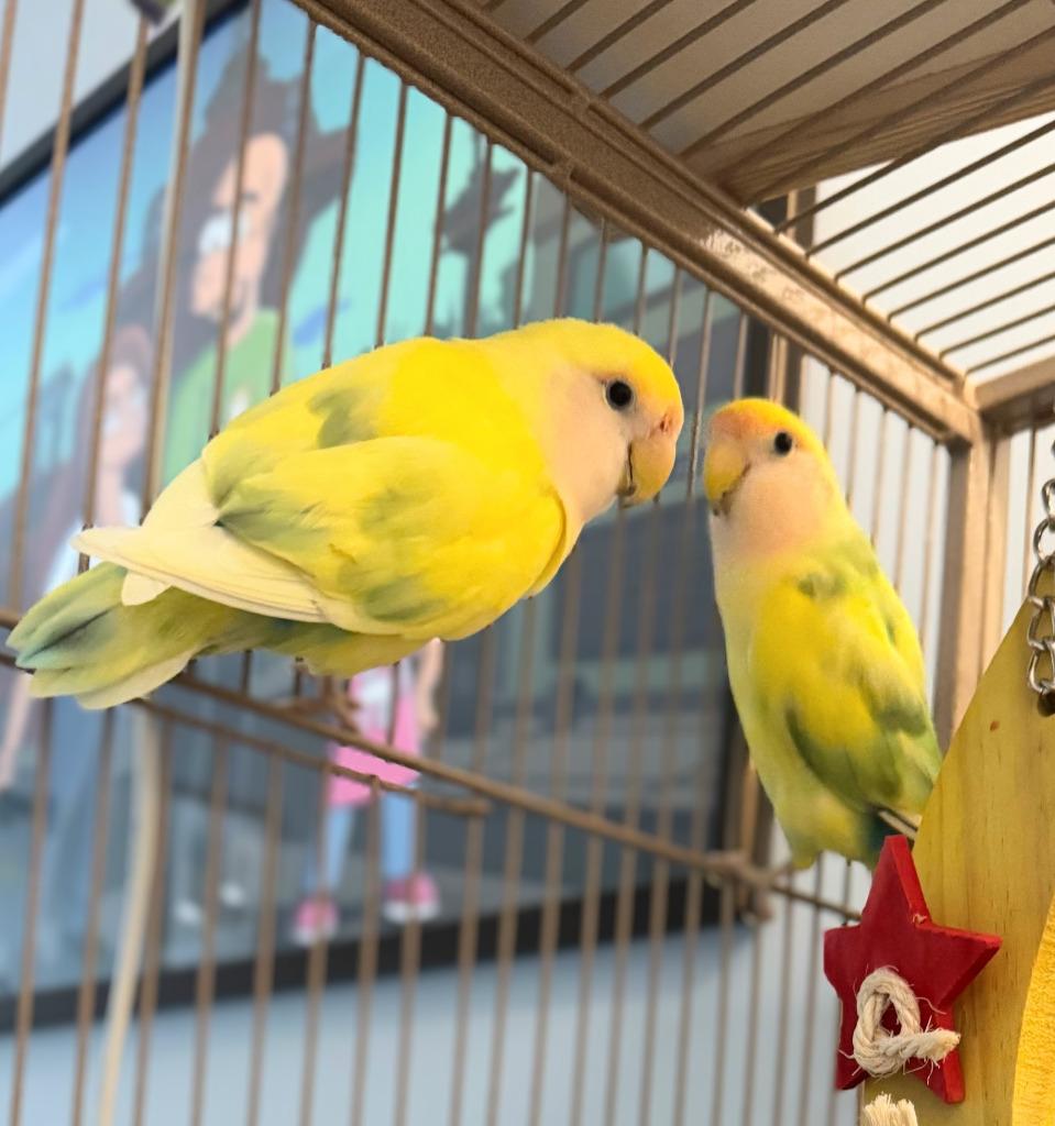 Enlarge Lorato, a Adoptable Lovebird in Ballwin, MO image 5/5