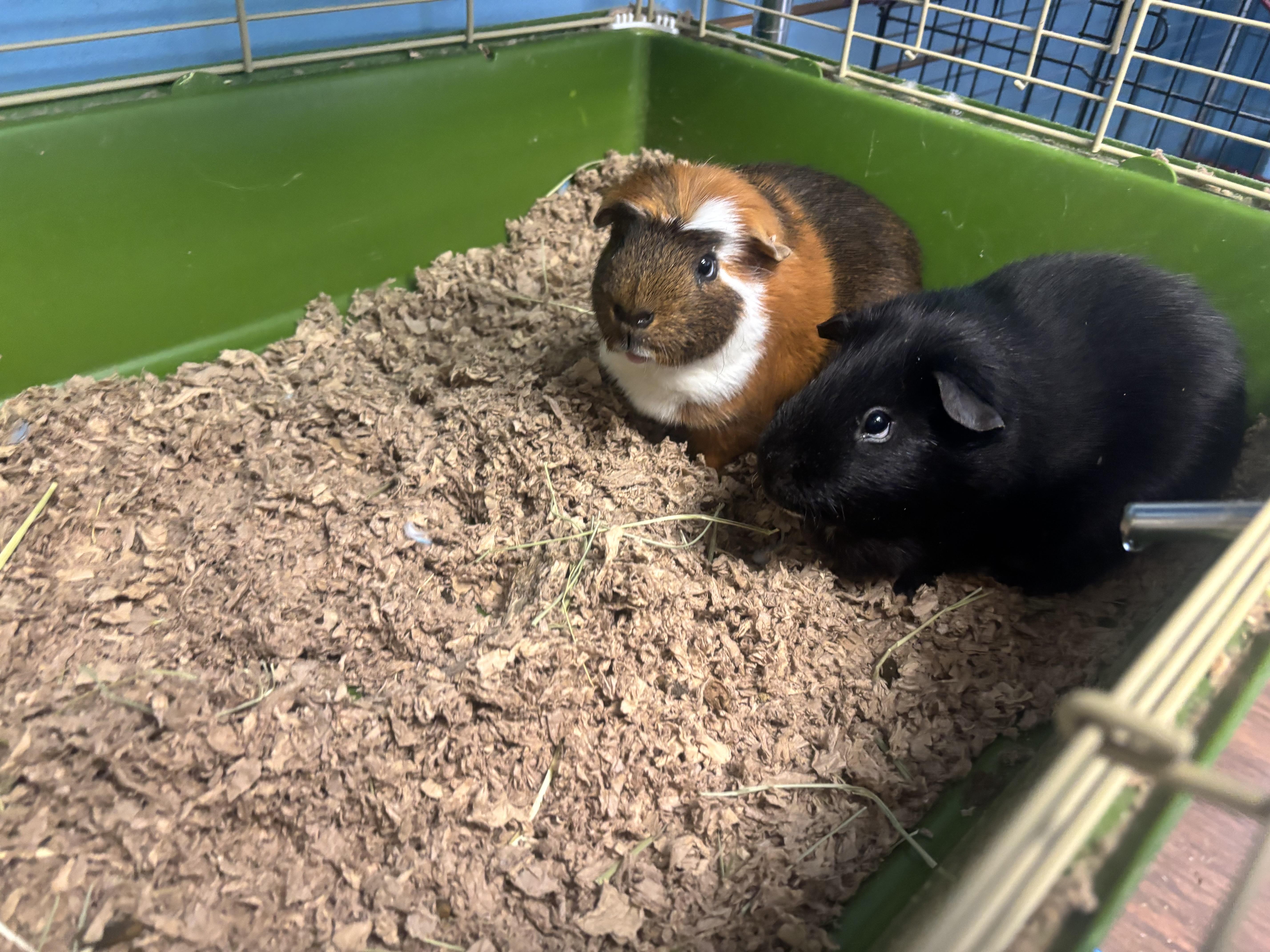 Sam and Dean, an adoptable Guinea Pig in Lyndhurst, NJ image 1/3