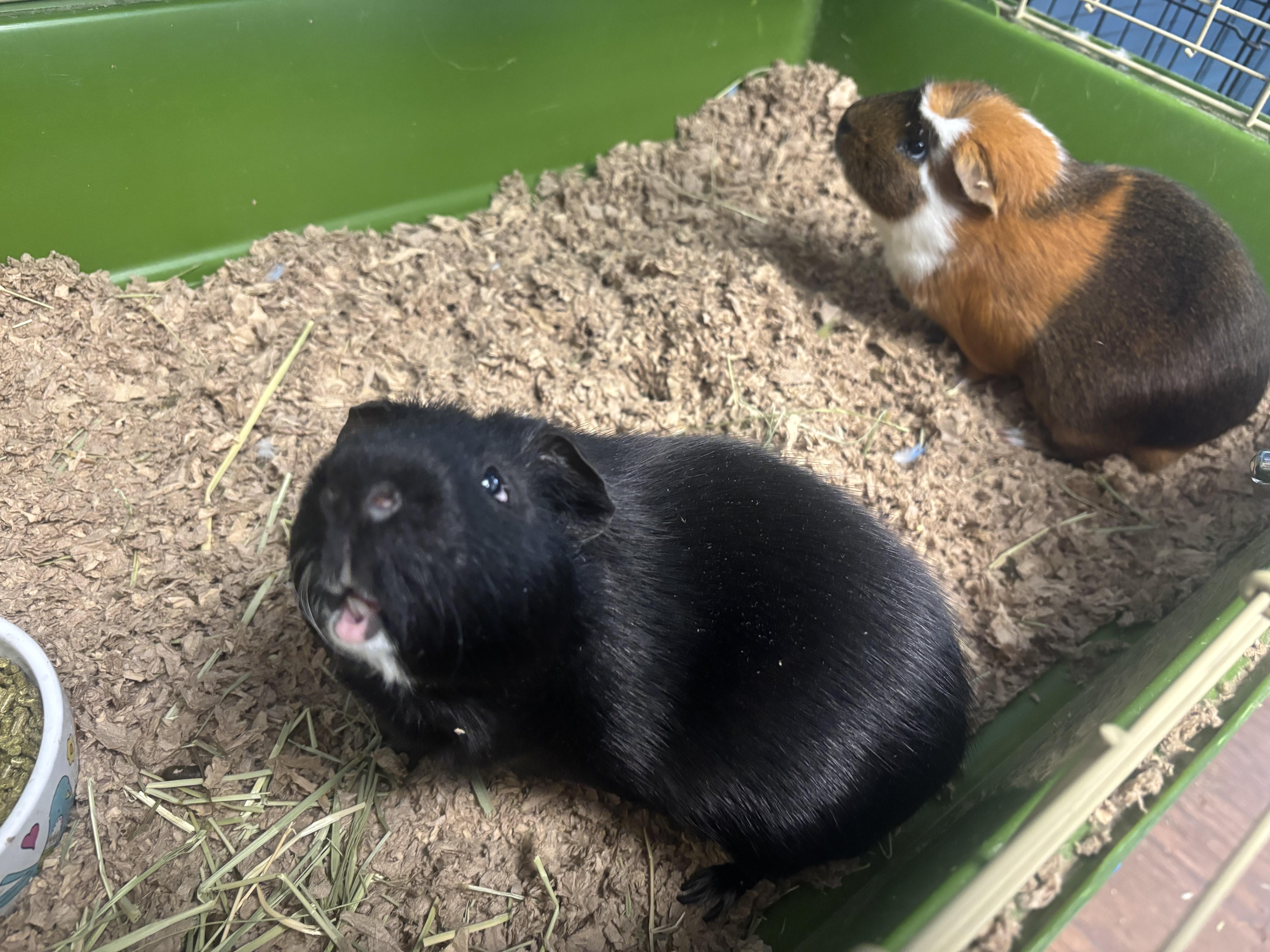Sam and Dean, an adoptable Guinea Pig in Lyndhurst, NJ image 2/3