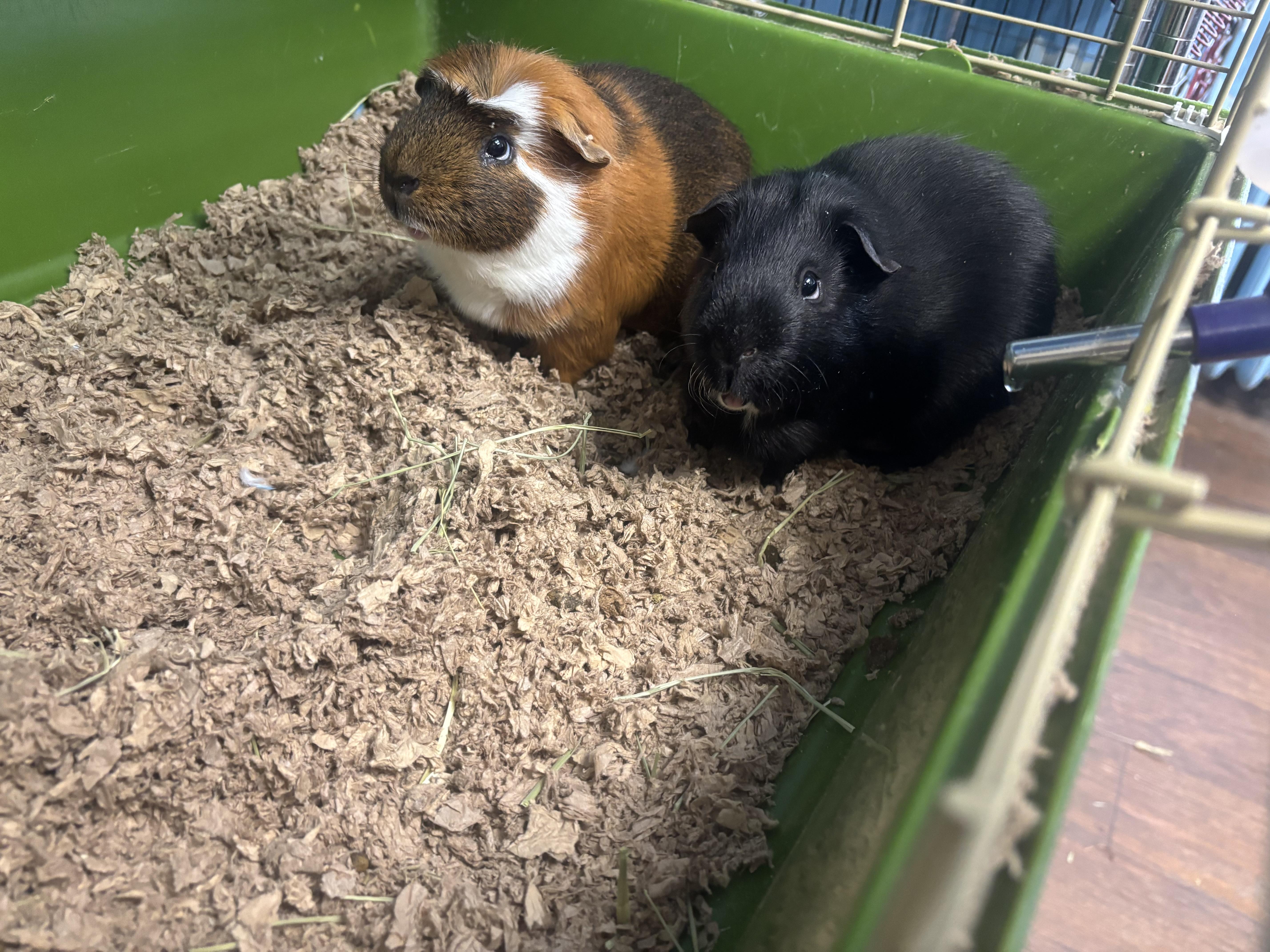Sam and Dean, an adoptable Guinea Pig in Lyndhurst, NJ image 3/3
