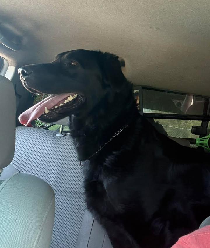 Enlarge RANGER, a ADOPTABLE Flat-Coated Retriever in Reed City, MI image 2/4