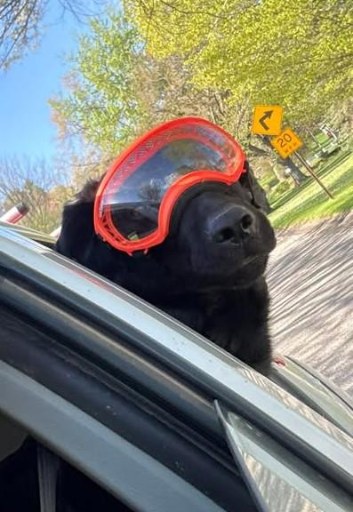 Enlarge RANGER, a ADOPTABLE Flat-Coated Retriever in Reed City, MI image 1/4