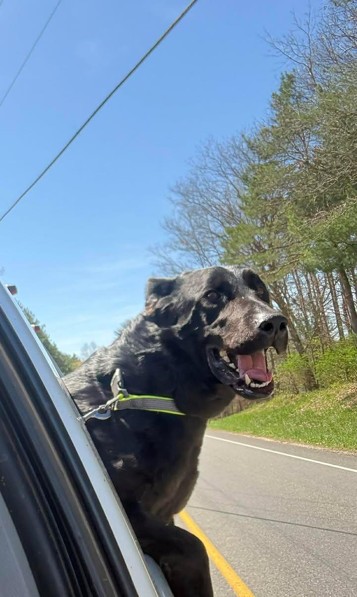 Enlarge RANGER, a ADOPTABLE Flat-Coated Retriever in Reed City, MI image 3/4