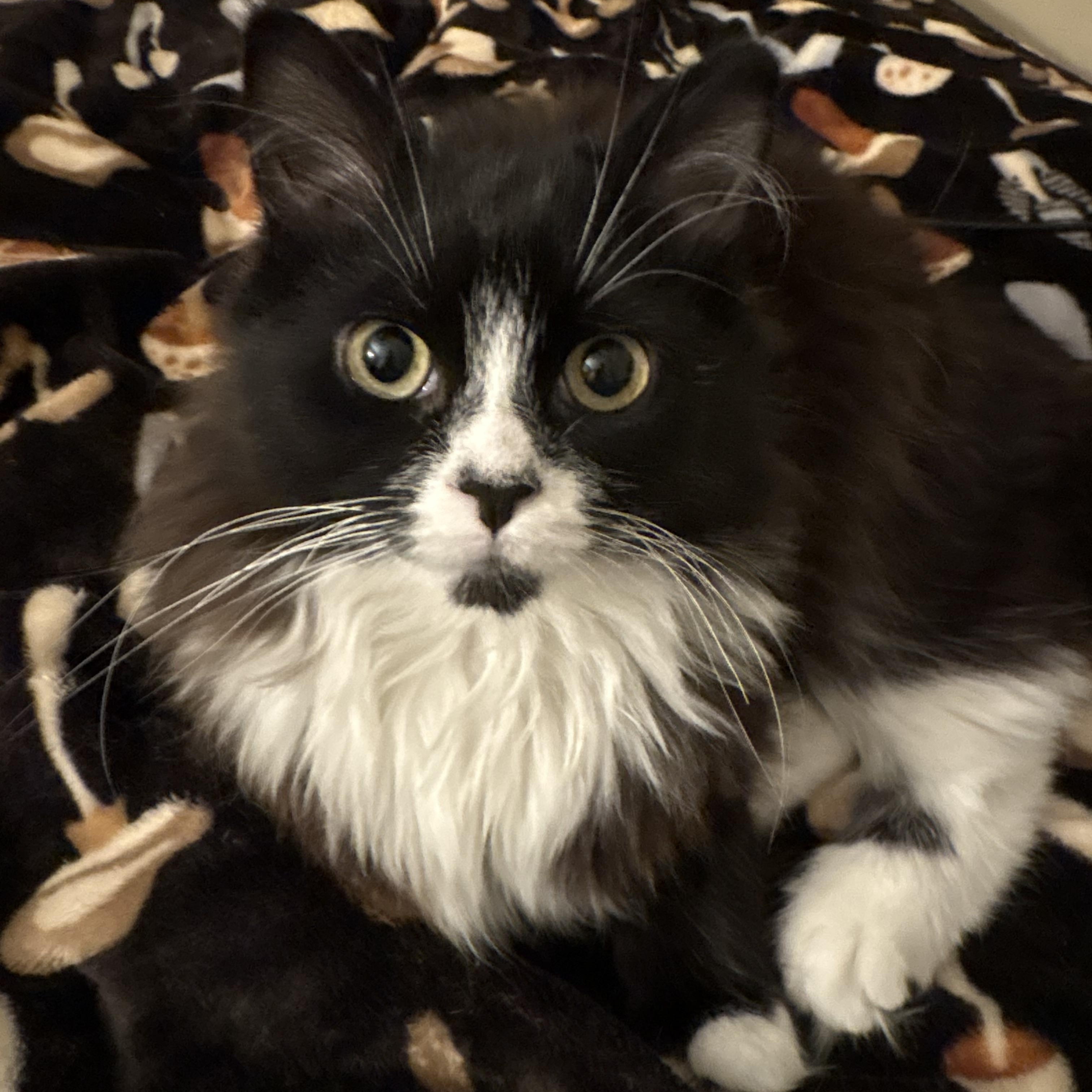 Enlarge Hopkins (tripod), an adopted Domestic Long Hair in Sewell, NJ image 3/4