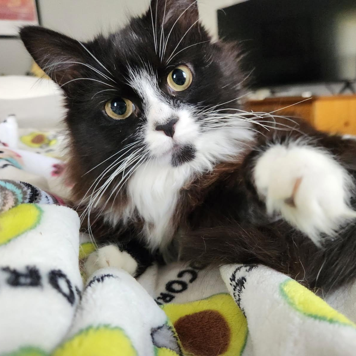 Enlarge Hopkins (tripod), an adopted Domestic Long Hair in Sewell, NJ image 4/4