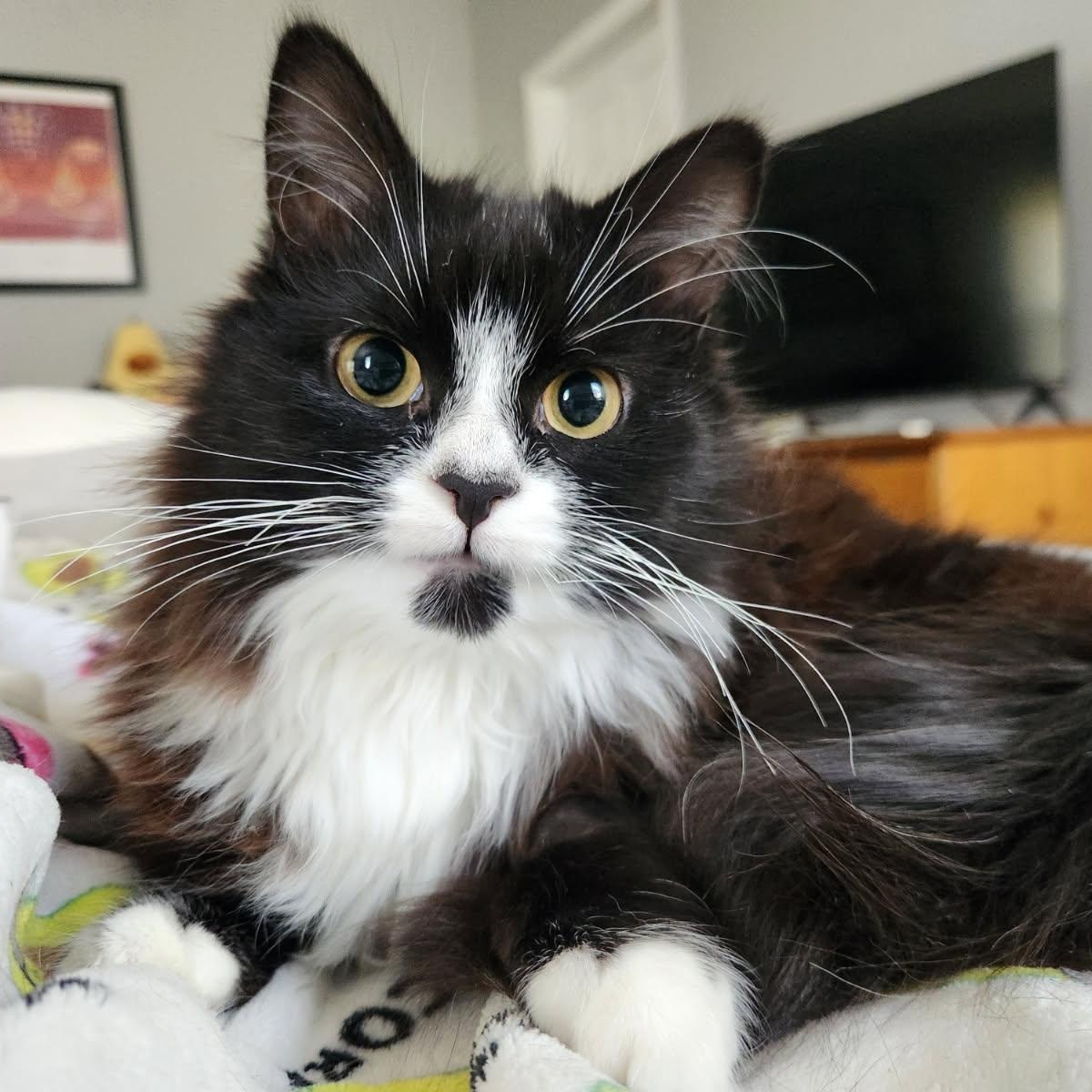 Hopkins (tripod), adopted, Kitten Male Domestic Long Hair.
