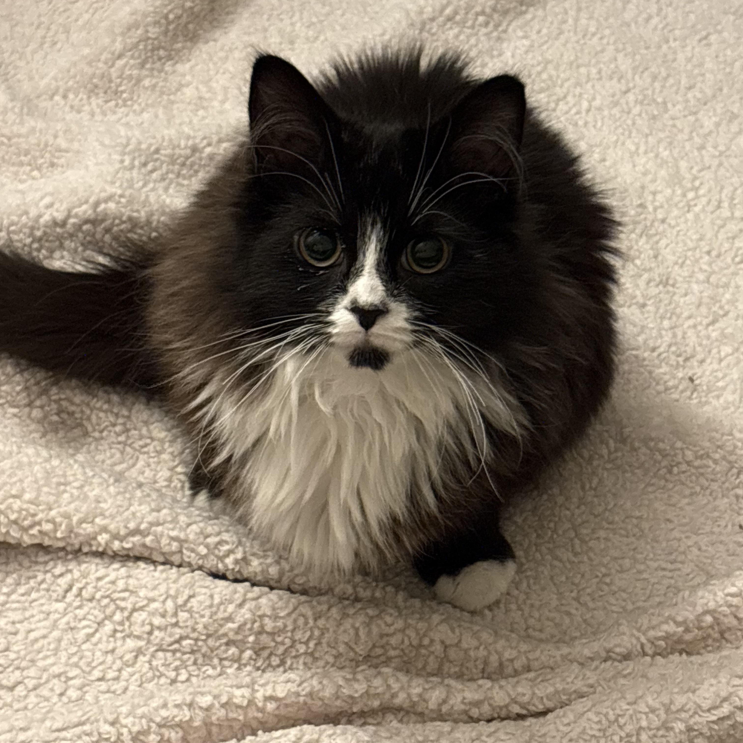 Enlarge Hopkins (tripod), an adopted Domestic Long Hair in Sewell, NJ image 2/4