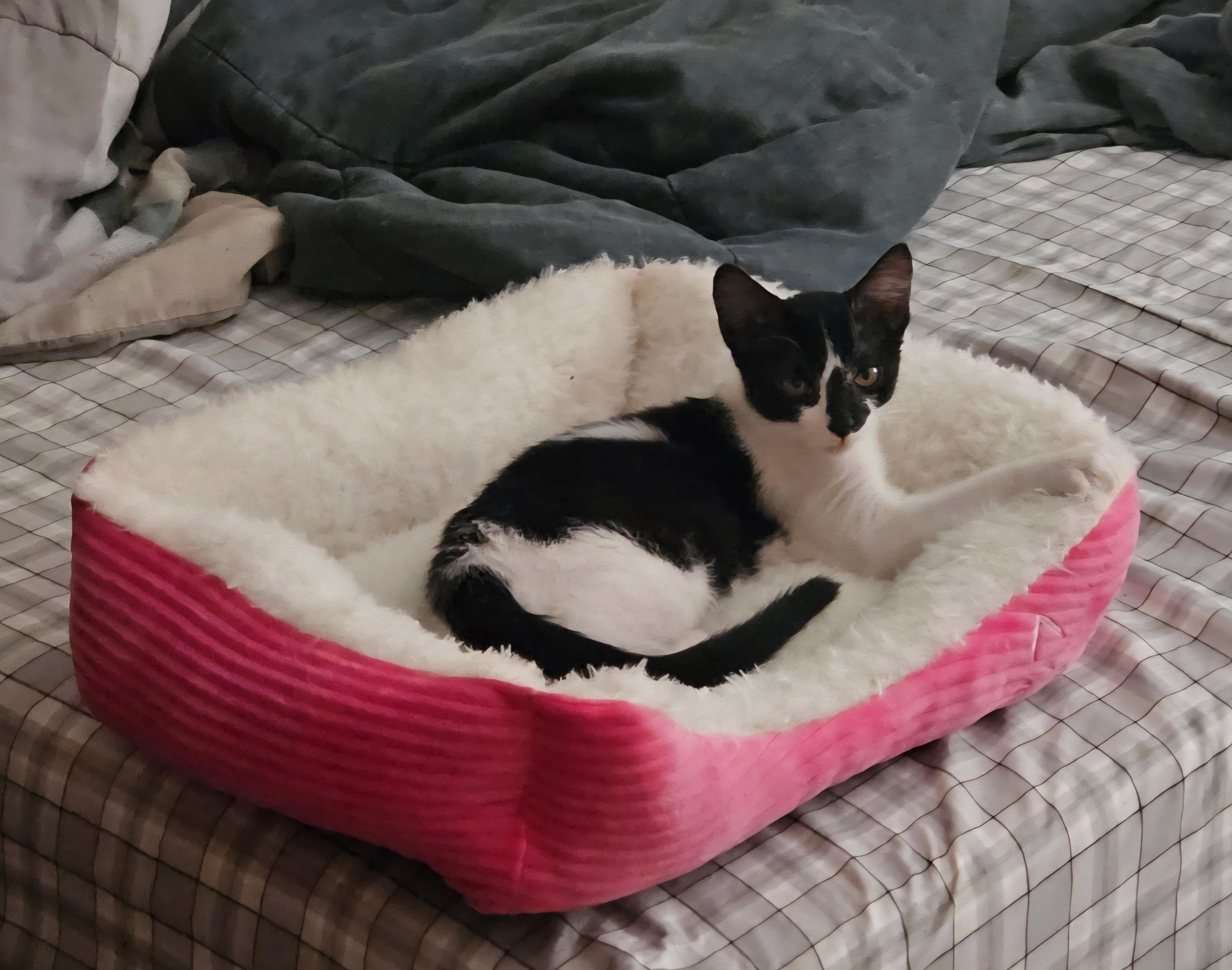 Eddie FeLV+, ADOPTABLE, Kitten Male Domestic Short Hair.