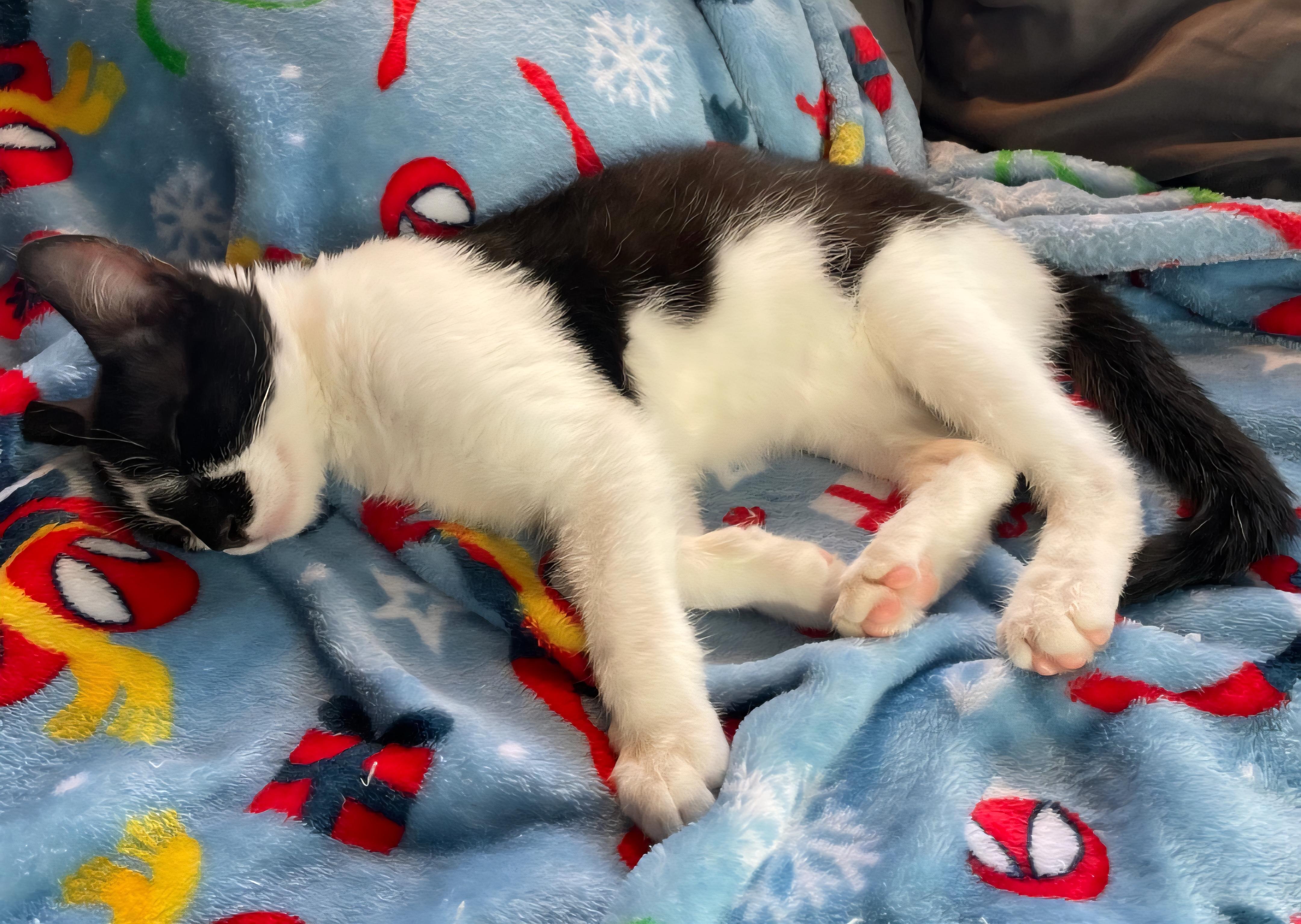 Enlarge Eddie FeLV+, a ADOPTABLE Domestic Short Hair in Clayton, NJ image 2/4