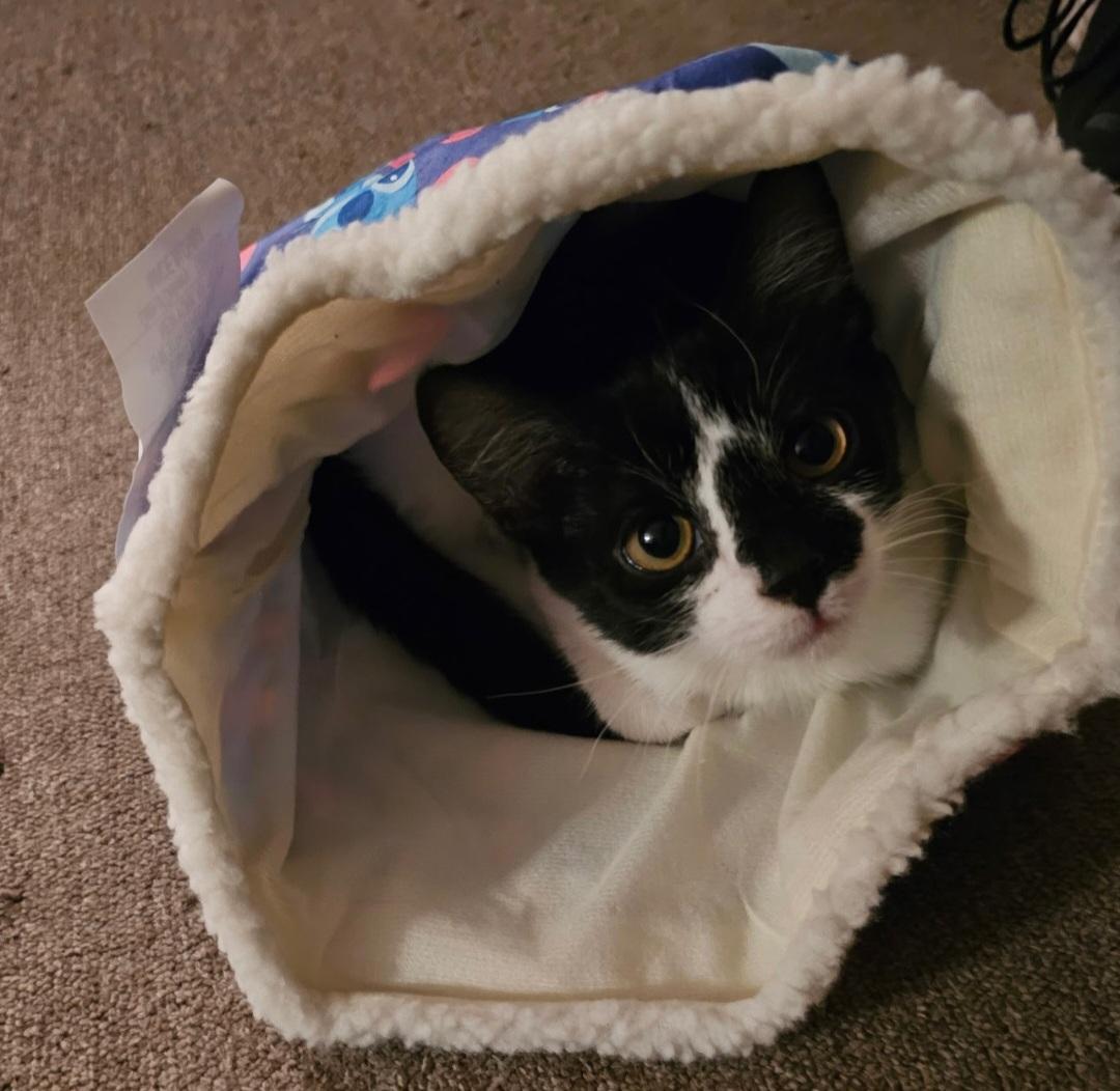 Enlarge Eddie FeLV+, a ADOPTABLE Domestic Short Hair in Clayton, NJ image 3/4