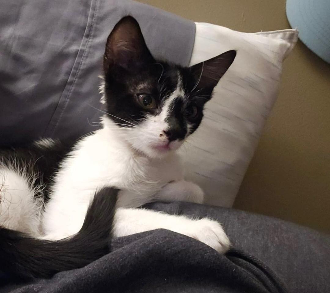 Enlarge Eddie FeLV+, a ADOPTABLE Domestic Short Hair in Clayton, NJ image 4/4