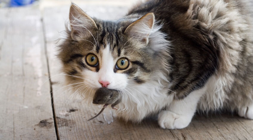 Blue Collar Cats, a Adoptable Domestic Short Hair in Newfane, NY image 2/6