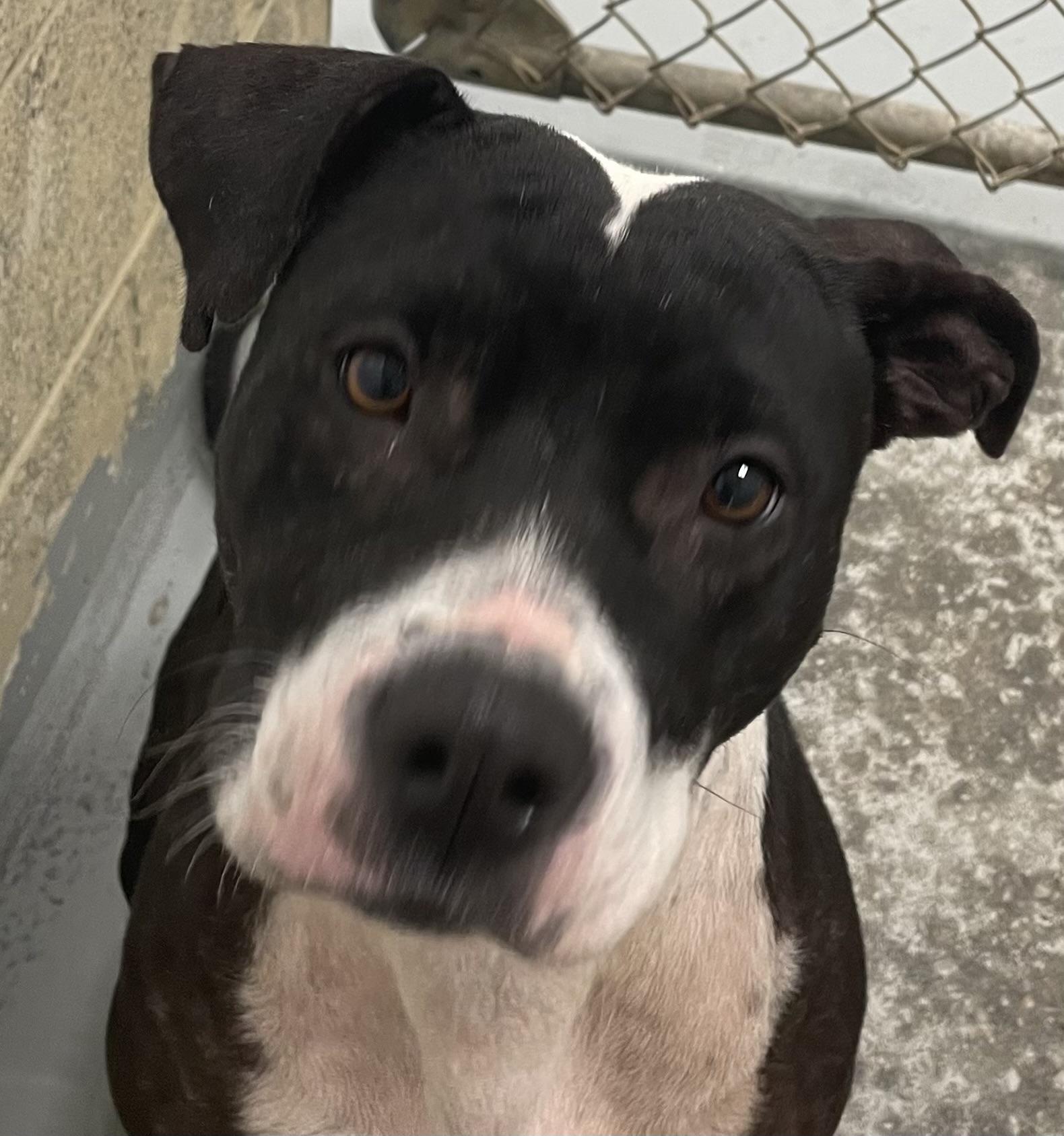Tink, Adopted, Adult Female Pit Bull Terrier & Mixed Breed.