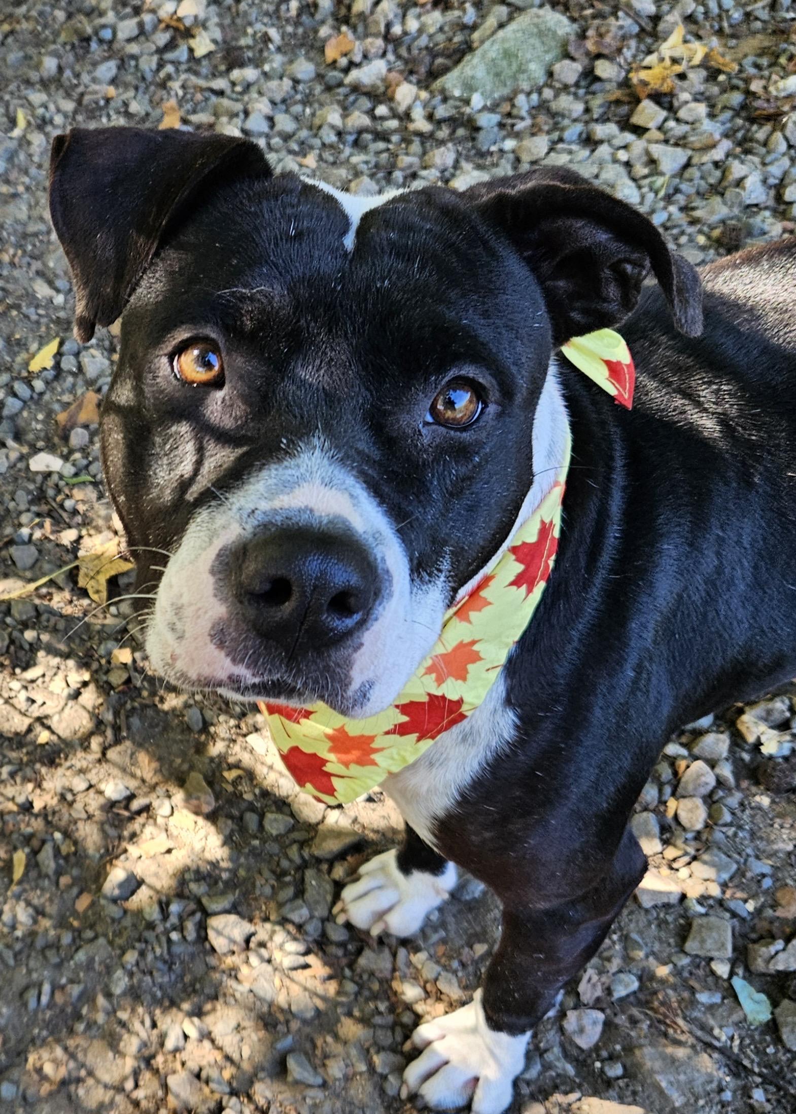 Enlarge Tink, a Adopted mixed breed in Heathsville, VA image 2/5