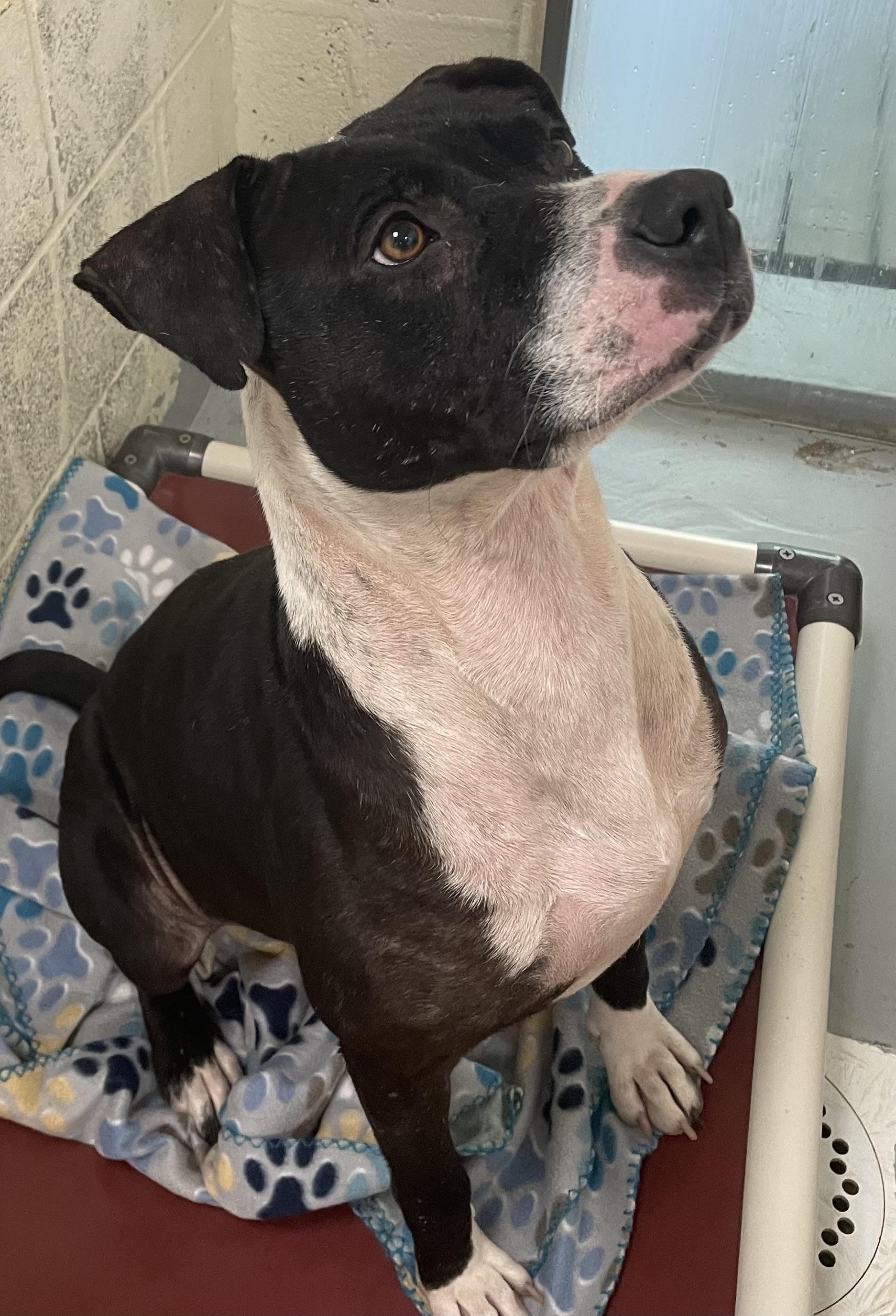 Enlarge Tink, a Adopted mixed breed in Heathsville, VA image 5/5