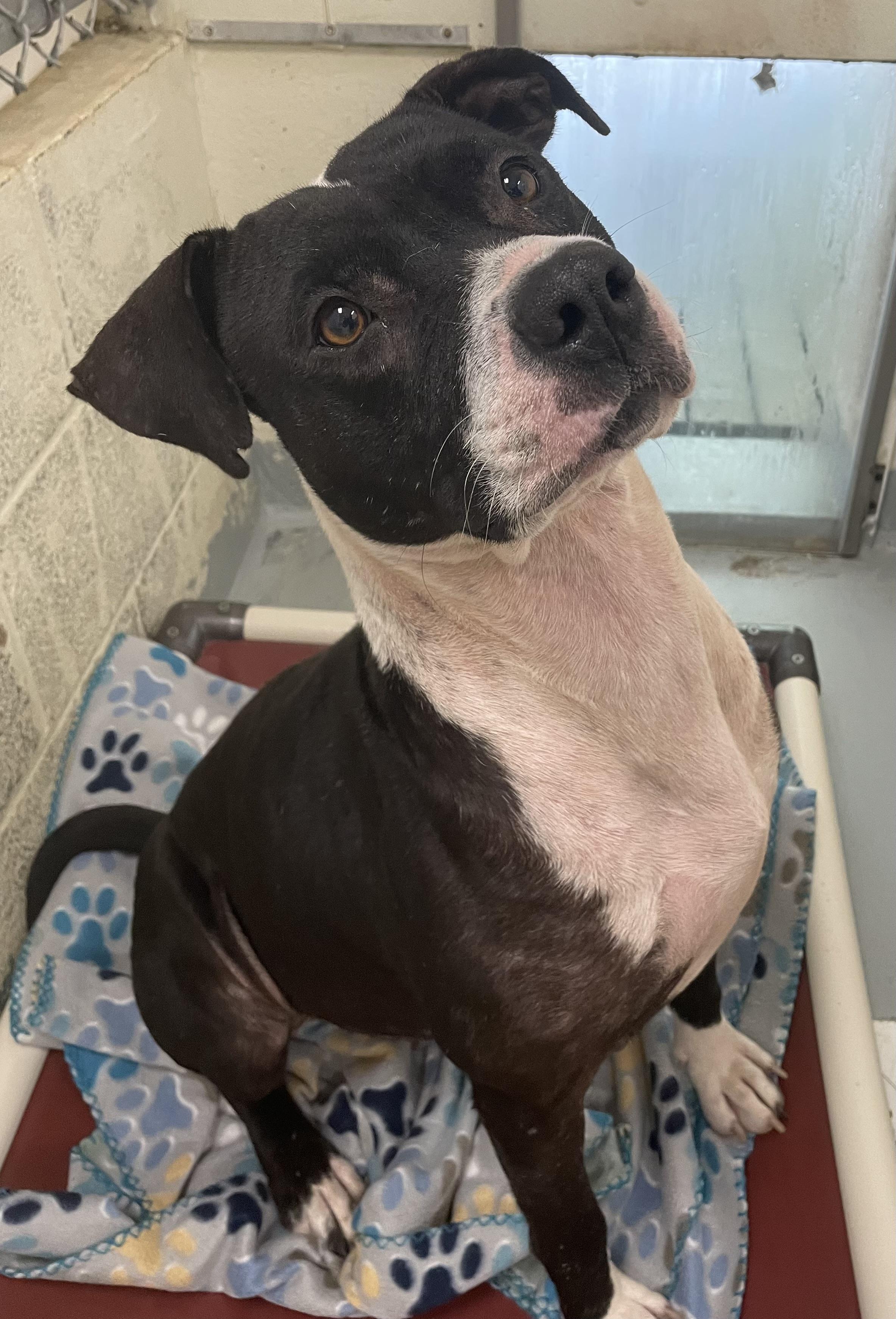 Enlarge Tink, a Adopted mixed breed in Heathsville, VA image 3/5