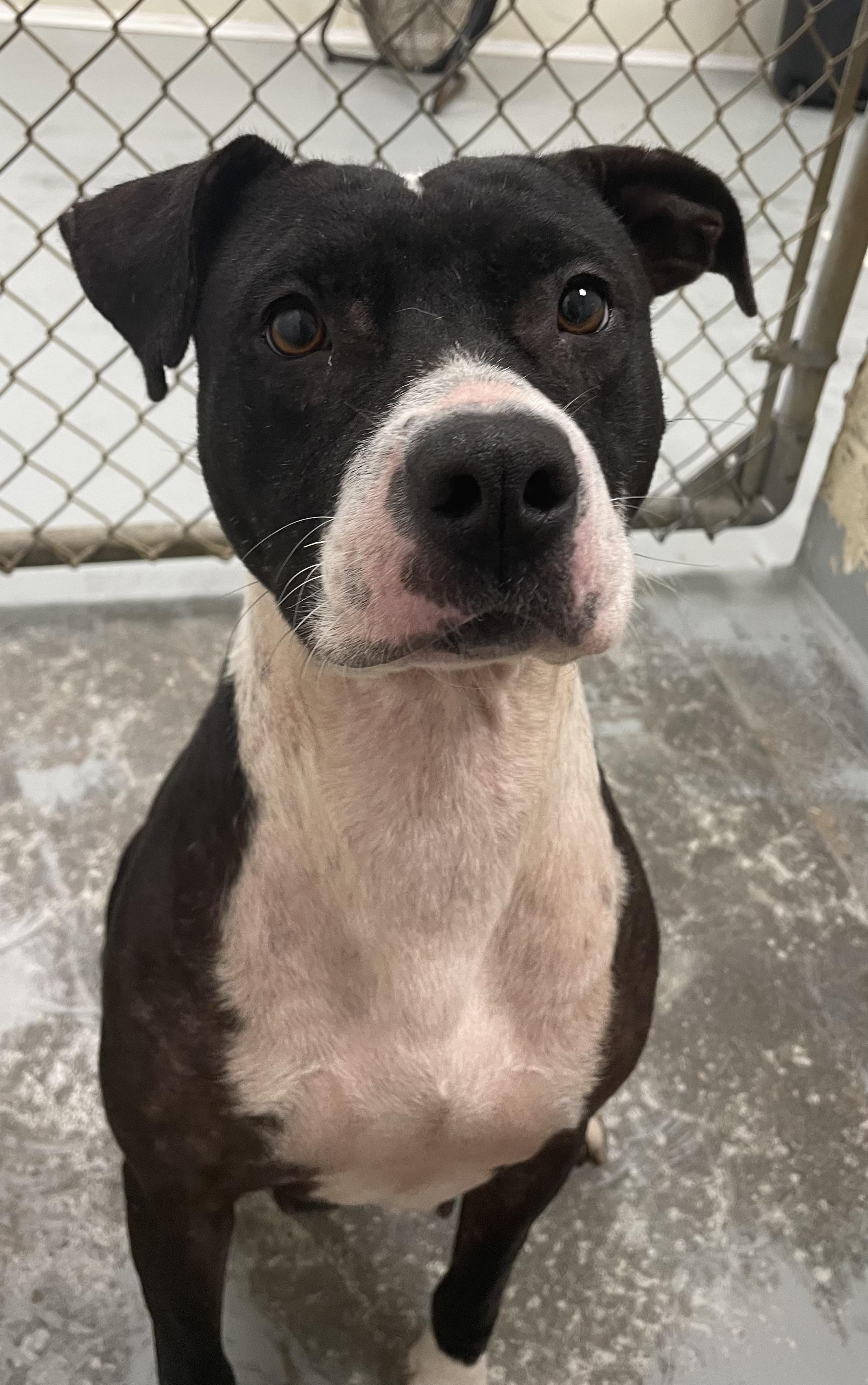 Enlarge Tink, a Adopted mixed breed in Heathsville, VA image 4/5