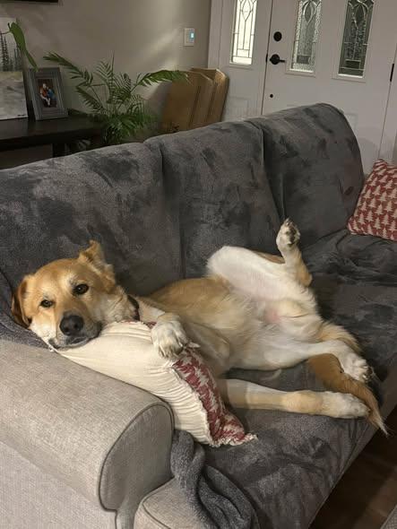 Oakley - Courtesy Post, Adoptable, Adult Male German Shepherd Dog & Great Pyrenees.