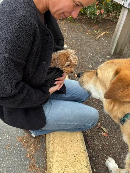 Enlarge Oakley - Courtesy Post, a Adoptable mixed breed in Richmond, BC image 3/4