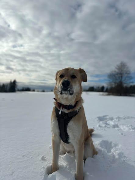 Enlarge Oakley - Courtesy Post, a Adoptable mixed breed in Richmond, BC image 4/4
