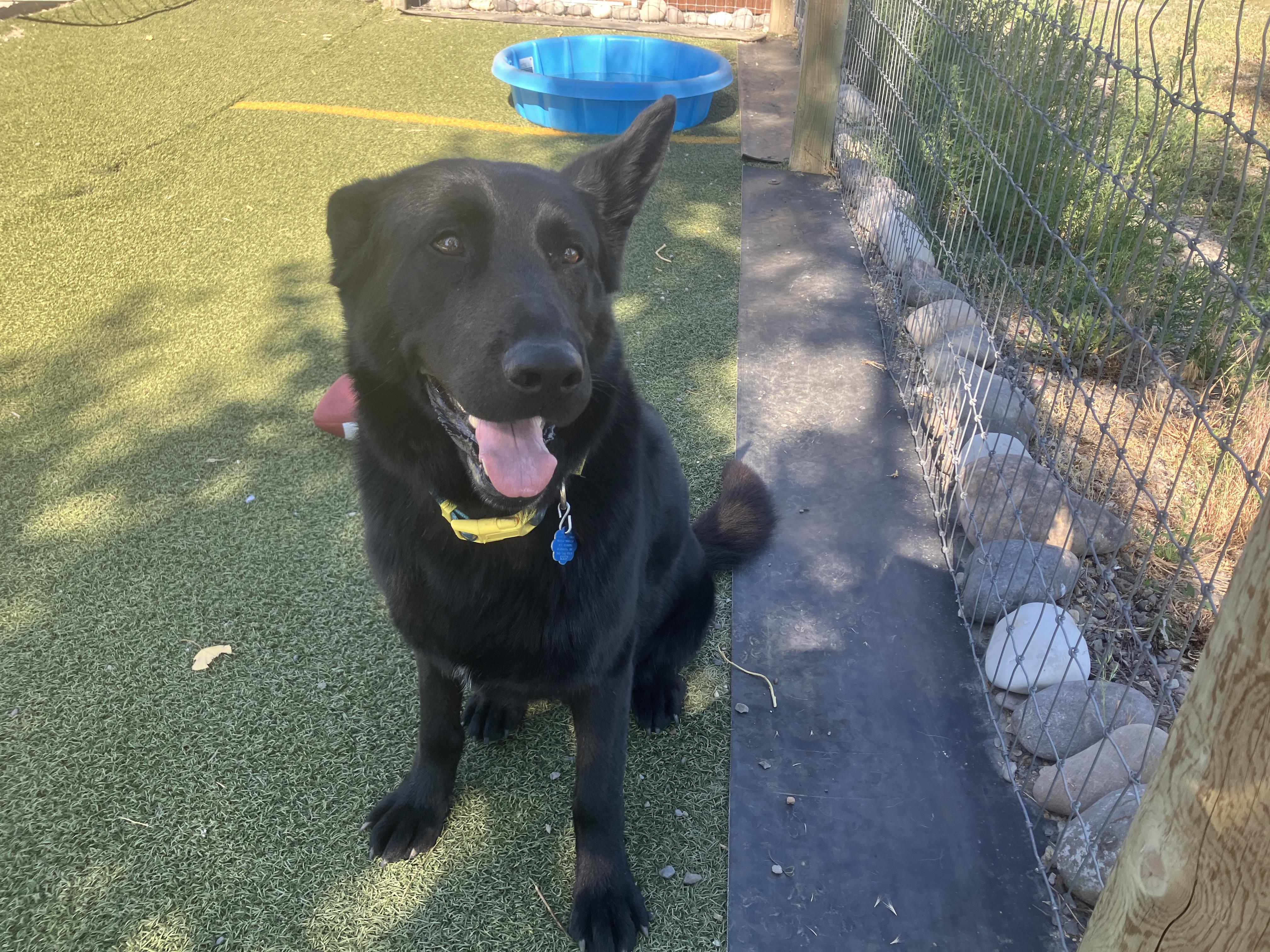 Enlarge Kona, a Adopted German Shepherd Dog in St. Anthony, ID image 1/2