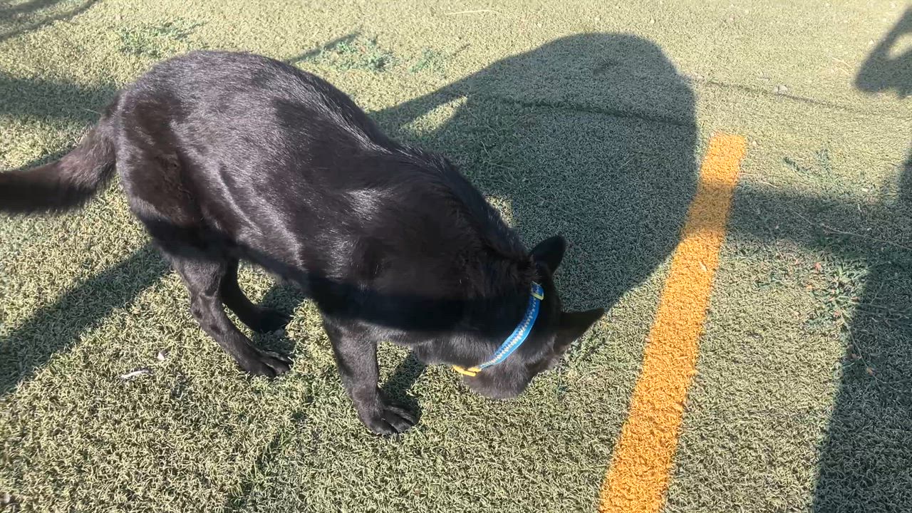 Enlarge Kona, a Adopted German Shepherd Dog in St. Anthony, ID video 2/2