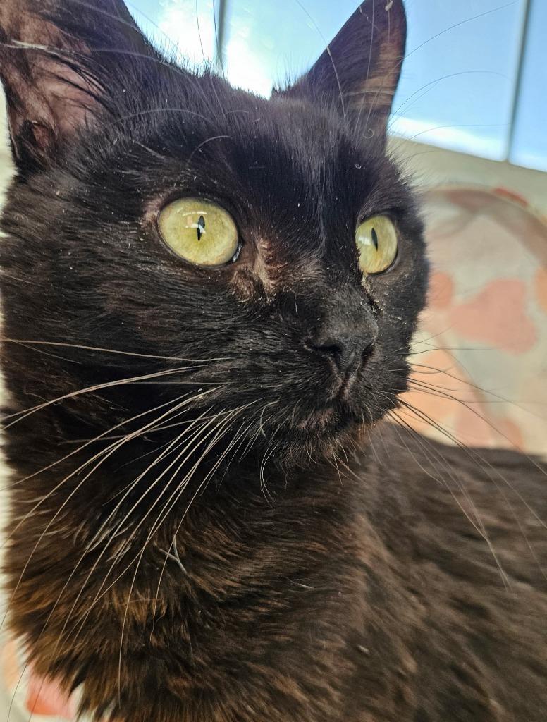 Coco (aka Cocoa), Adoptable, Adult Male Domestic Short Hair.