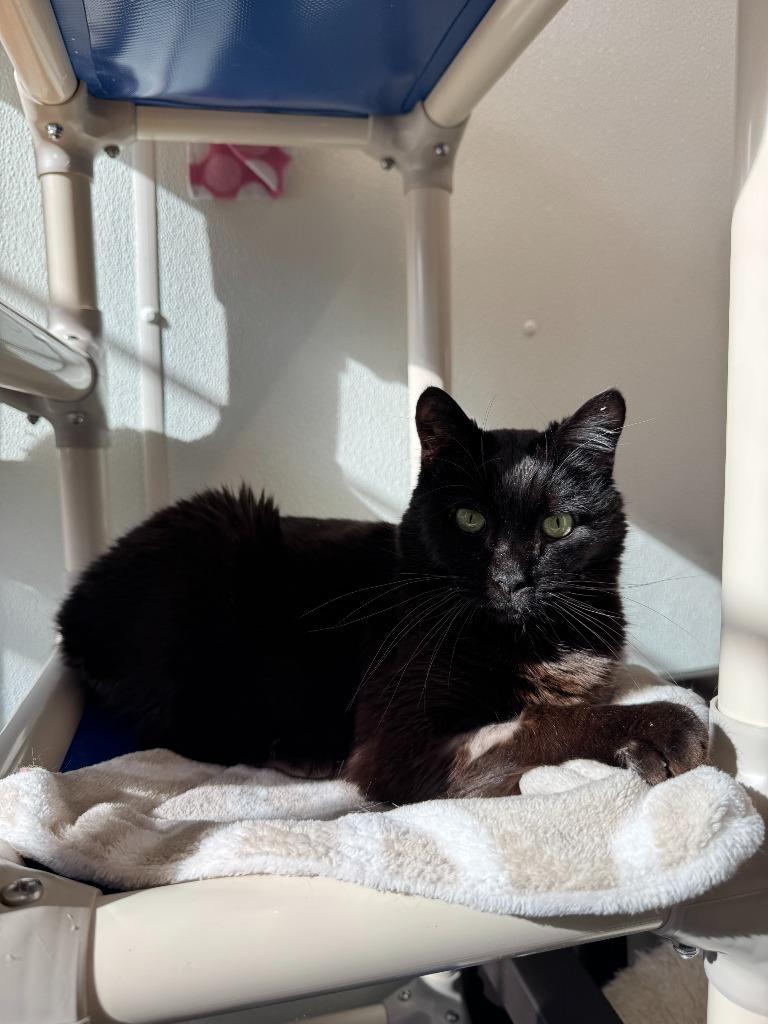 Coco (aka Cocoa), Adoptable, Adult Male Domestic Short Hair.